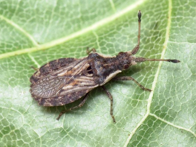 Spathocera dalmanii (Schilling, 1829)
